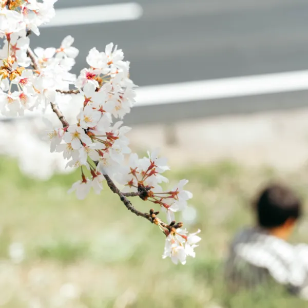 桜