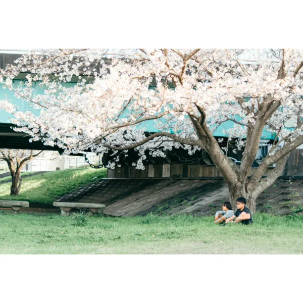 桜